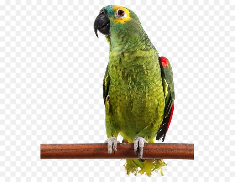 Pájaro，Cacatúa PNG