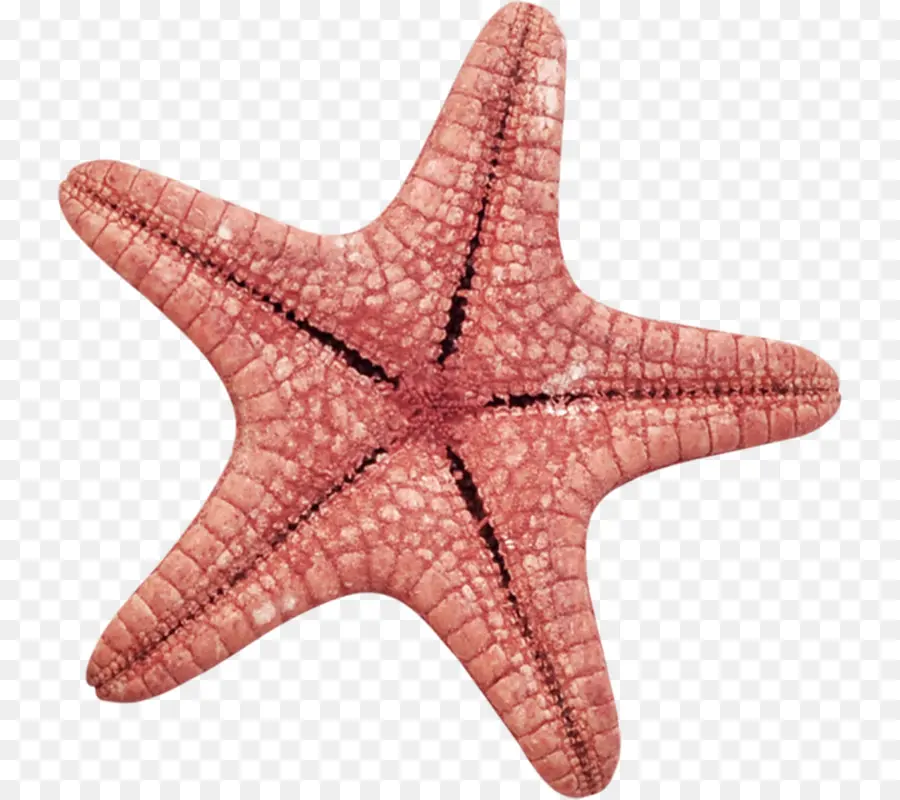 Estrella De Mar Roja，Océano PNG