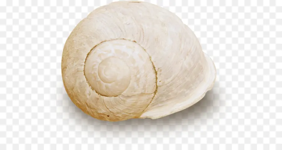 Caracol，Nautilida PNG