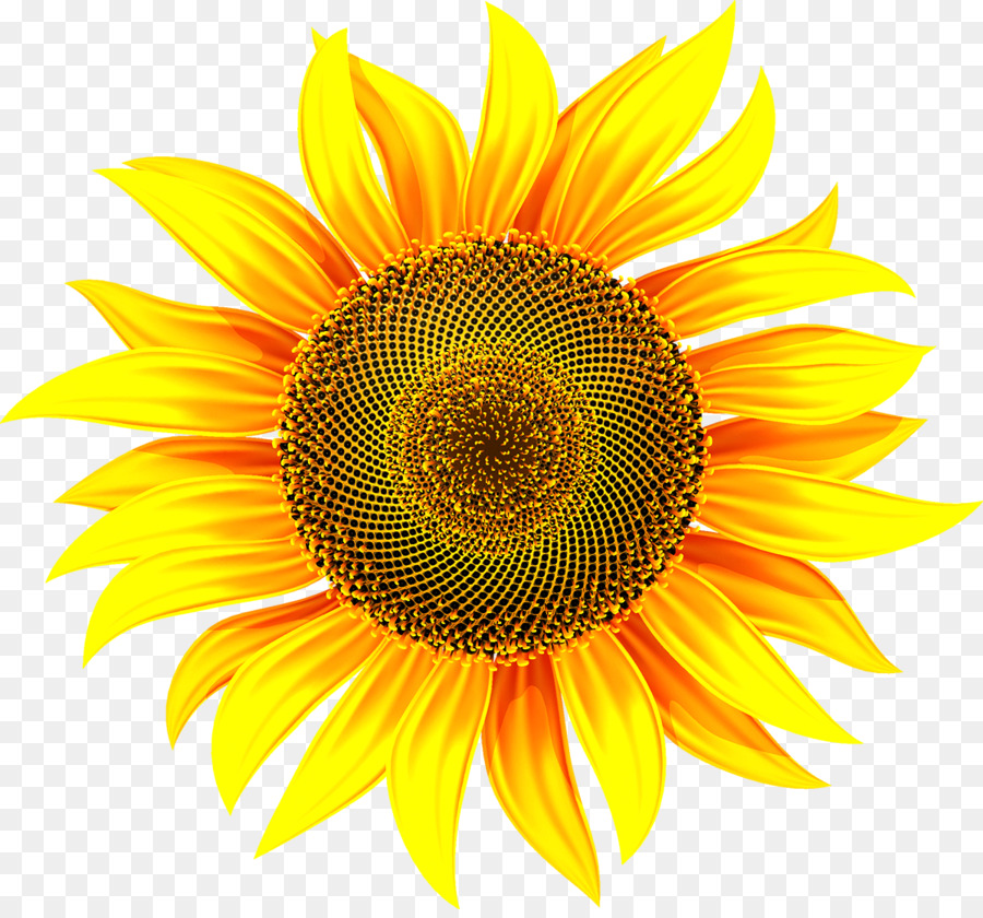 Común De Girasol，Ilustración De Stock PNG