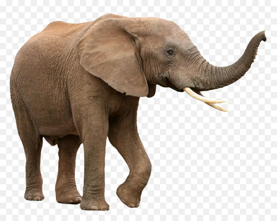 Elefante Africano De Sabana，Elefante Asiático PNG