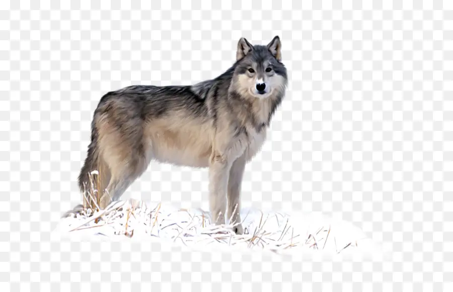 Lobo Sentado，Canino PNG