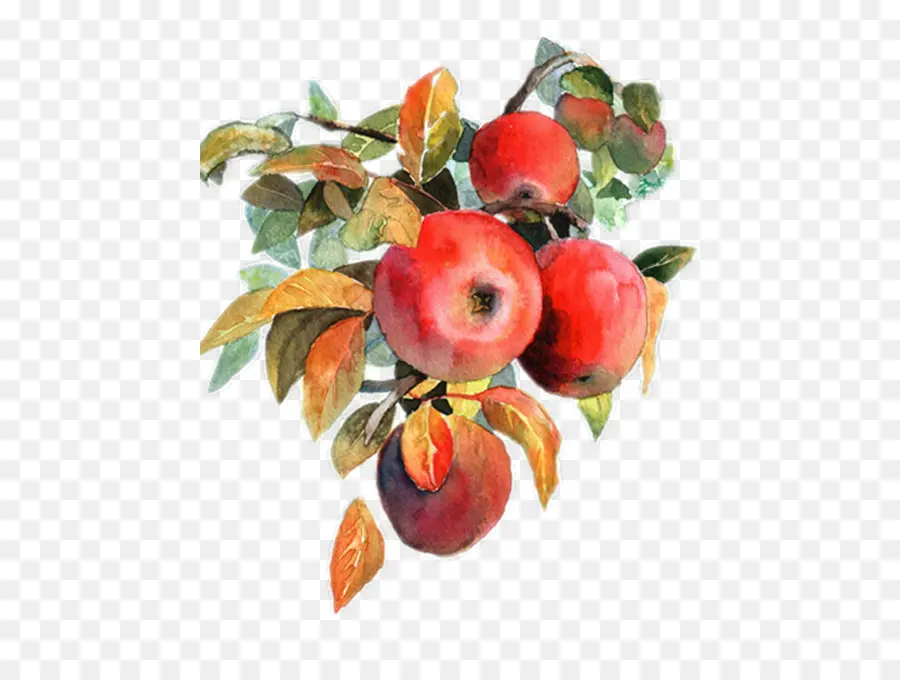 Apple，Pintura A La Acuarela PNG