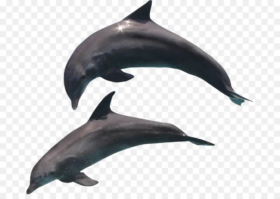 Dolphin，Delfín Común PNG