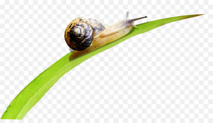 Caracol，Orthogastropoda PNG