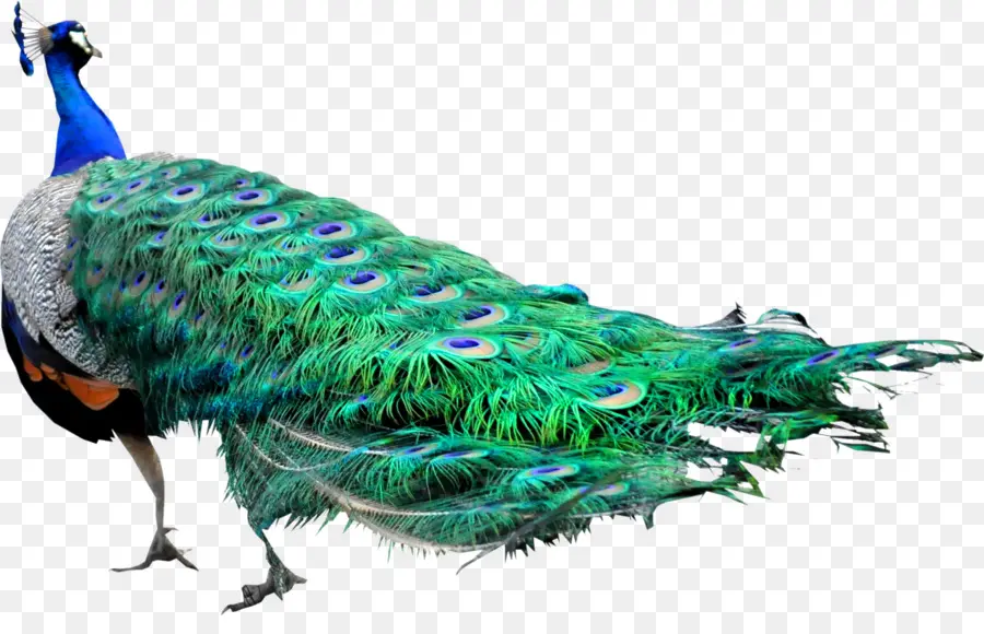 Pavo Real，Pájaro PNG