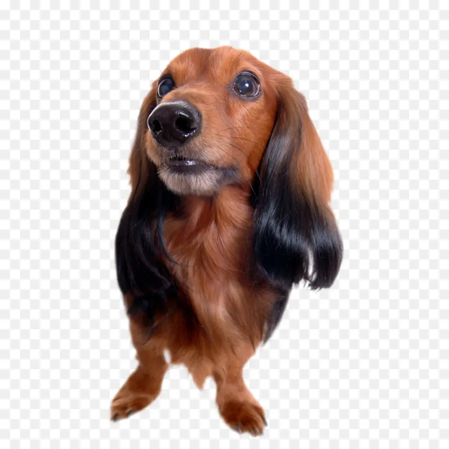 Dachshund，El Pequinés PNG