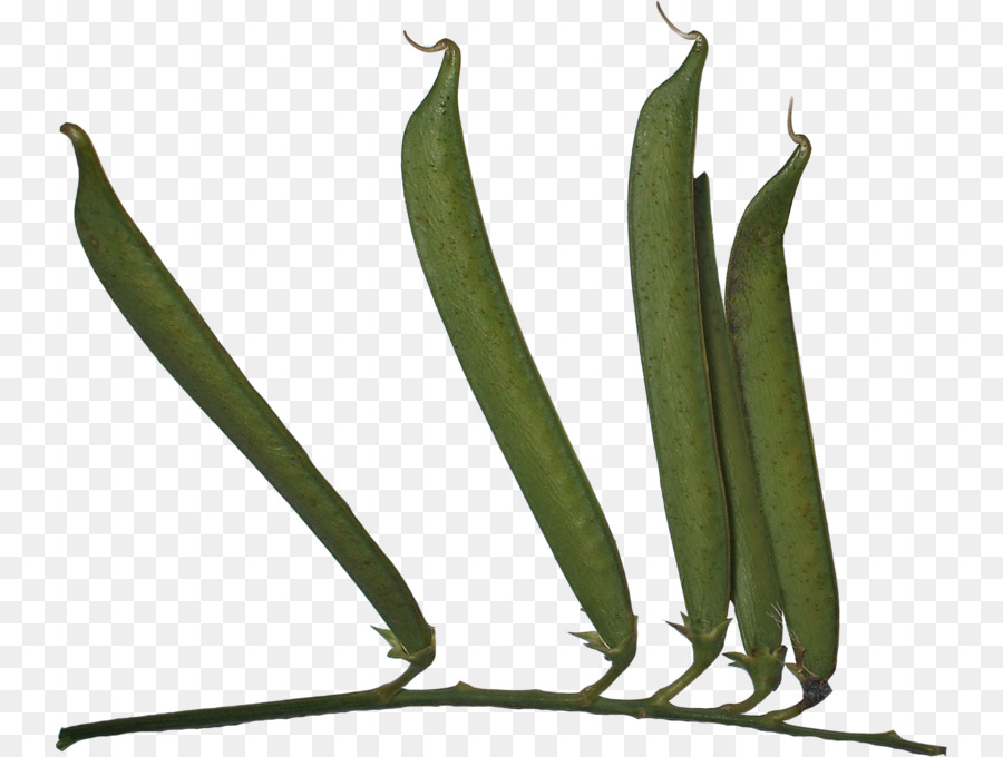 Pea，De Judías Verdes PNG