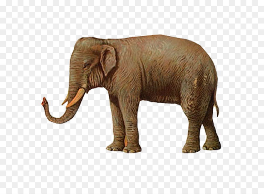 Elefante，Mamífero PNG