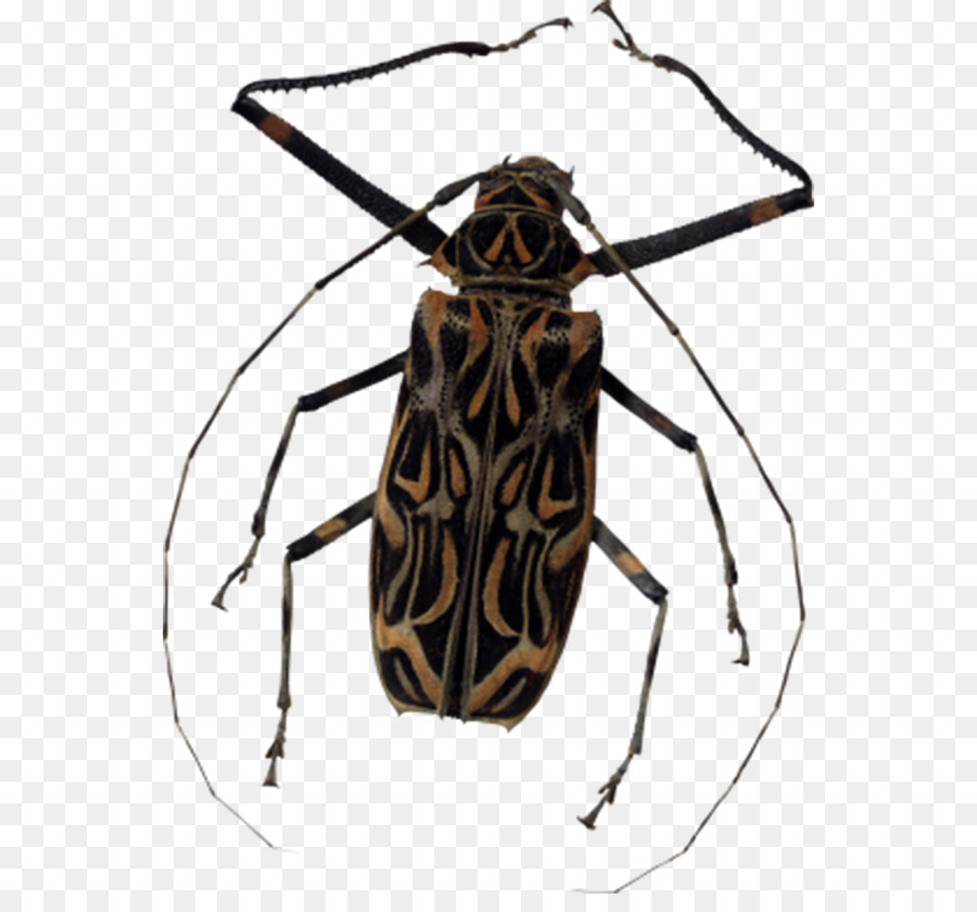 Escarabajo，Bicho PNG