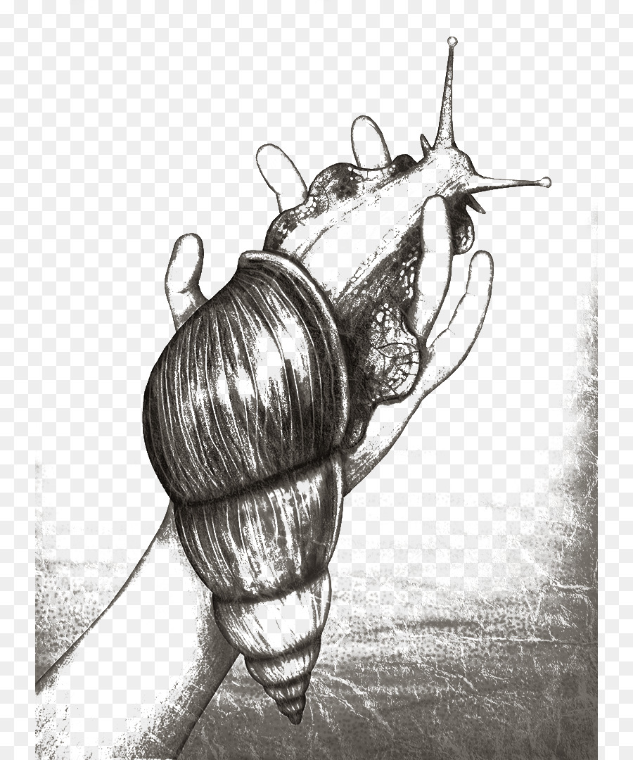 Caracol，Orthogastropoda PNG