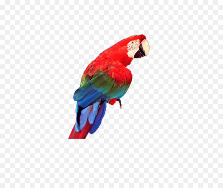 Pájaro，Cacatúa PNG