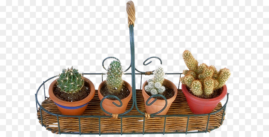 Cactus，Cactus En Maceta PNG