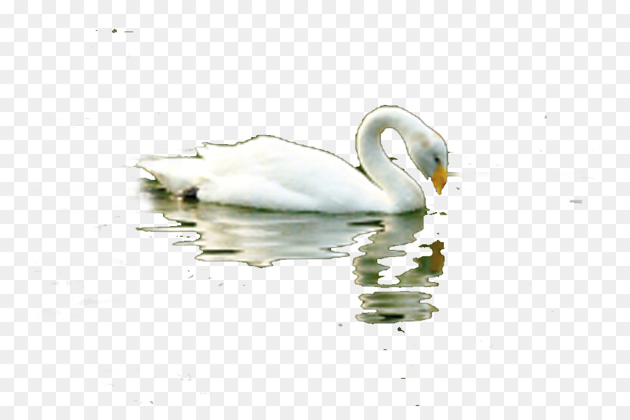 Cisne Blanco，Agua PNG