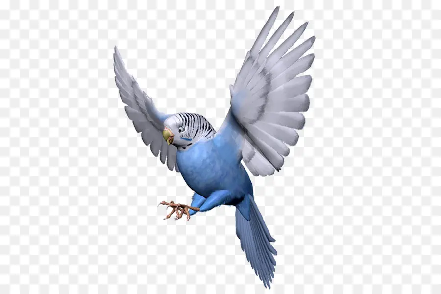 Budgericar，Pájaro PNG