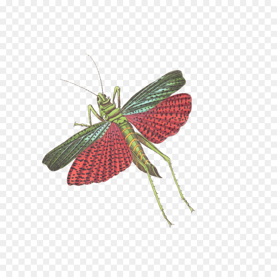 Los Insectos，Caelifera PNG