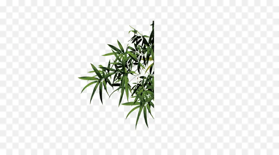 Planta De Cannabis，Hojas PNG