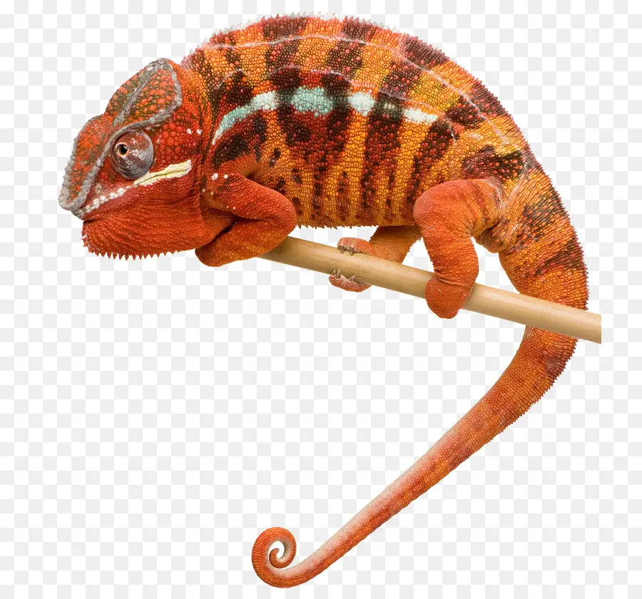 Camaleón Rojo，Lagarto PNG