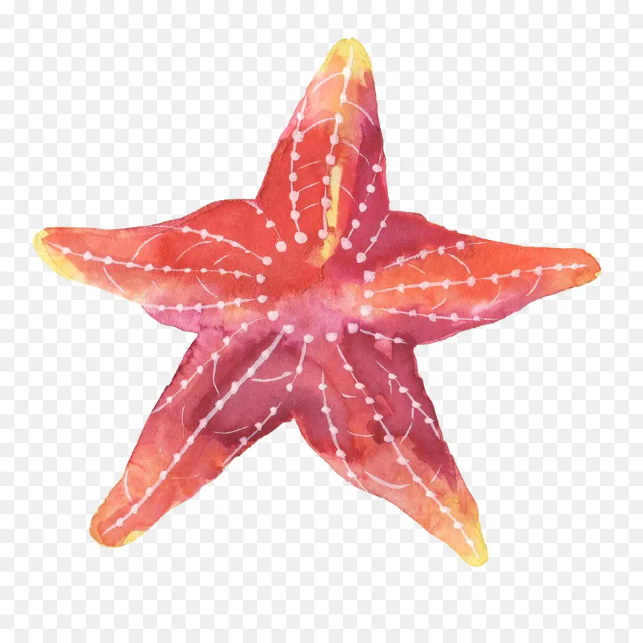 Estrella De Mar，Papel PNG