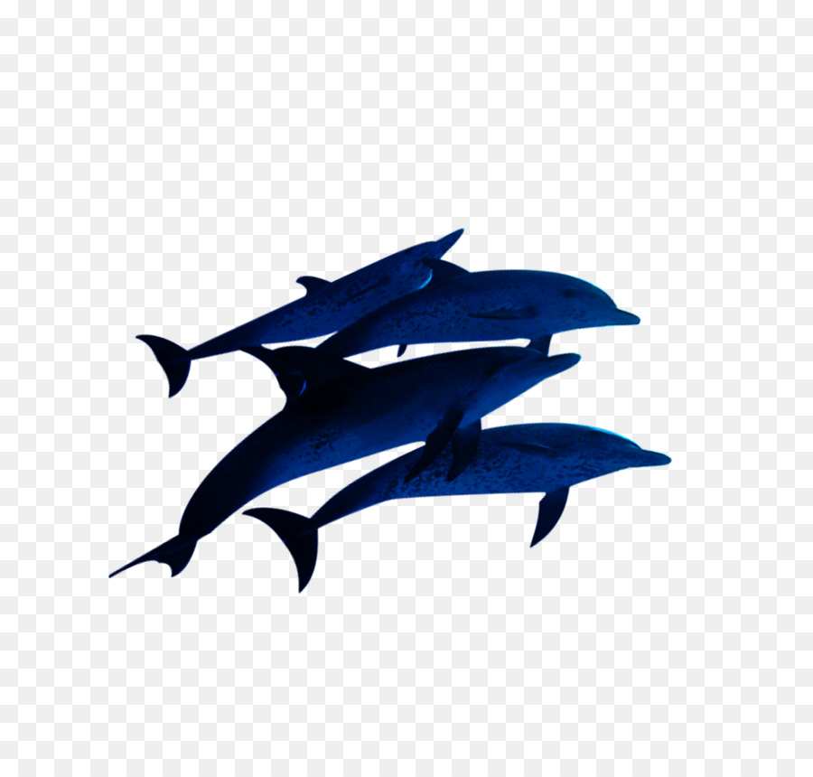 Tiburones Azules，Océano PNG