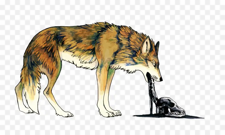 Coyote，Perro PNG