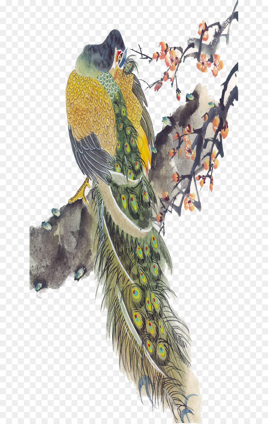 Pájaro，Pavo Real PNG