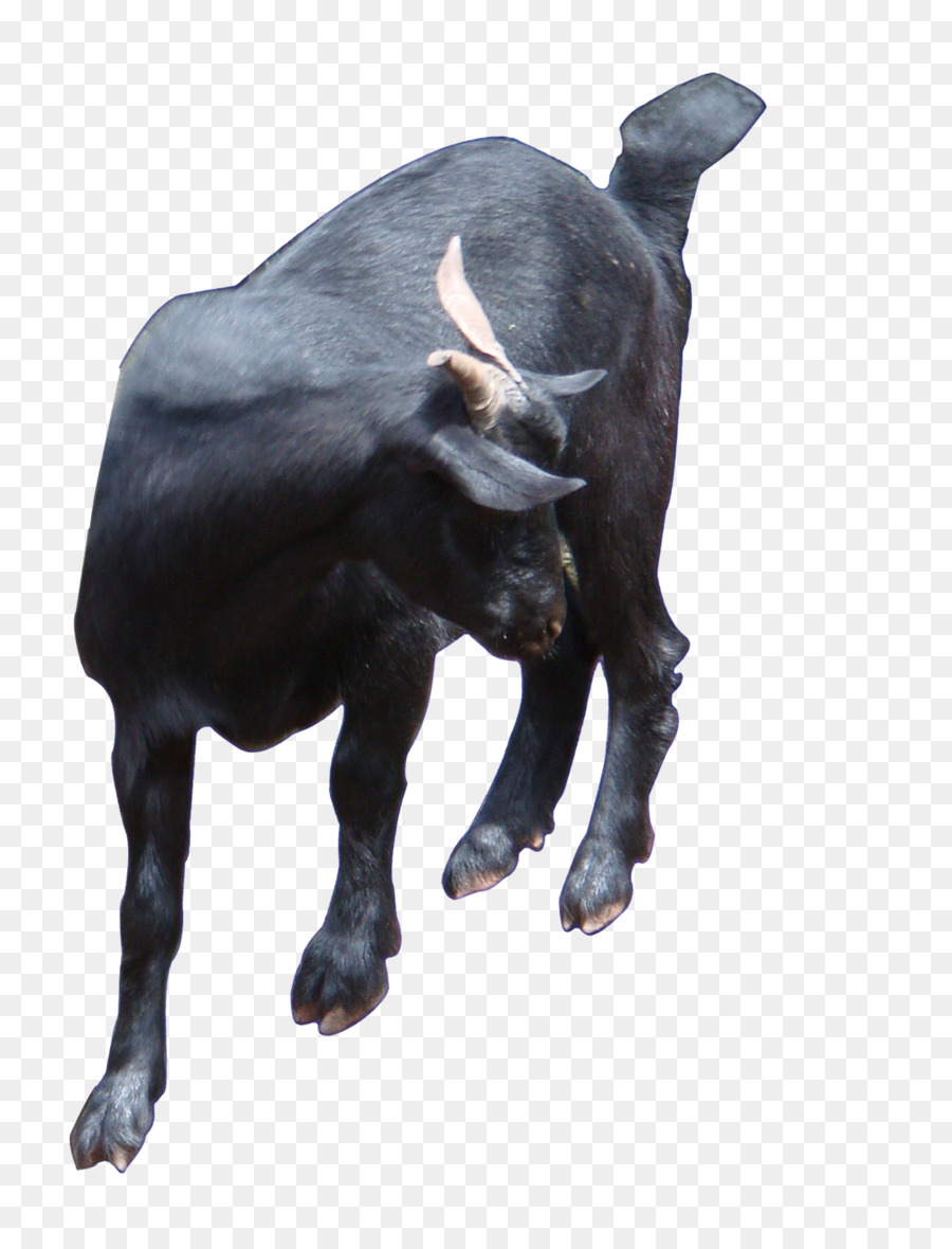 Toro，Ganado PNG