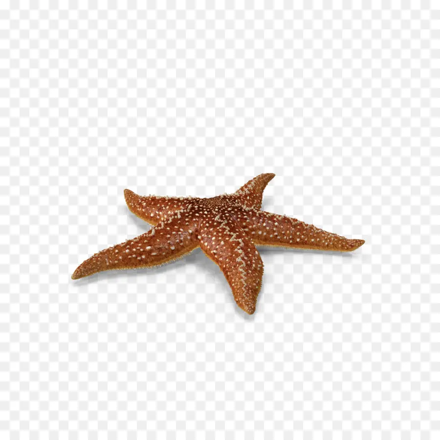 Estrella De Mar，Callopatiria Granífera PNG