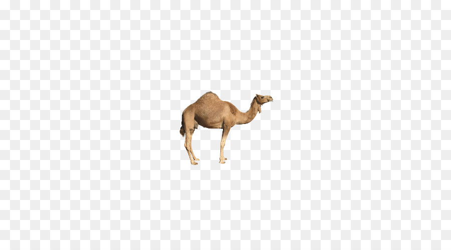 Camello Bactriano，Alfabeto árabe Bebé PNG