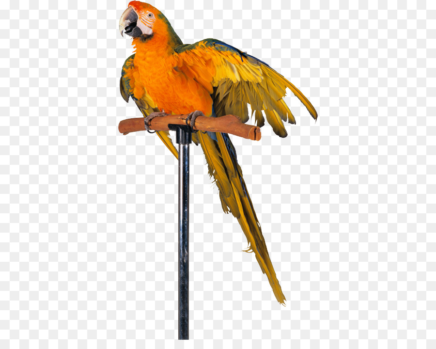 Gato De Sabana，Pájaro PNG