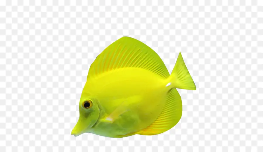 Pez Amarillo，Acuático PNG