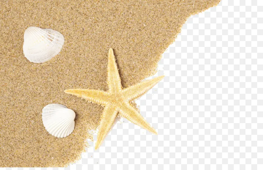 Estrella De Mar，Conchas PNG