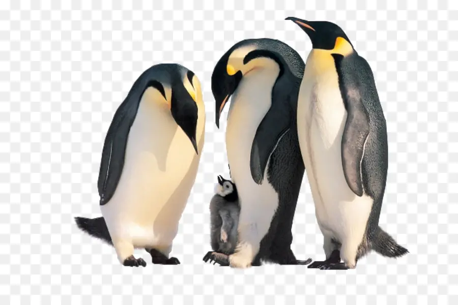 Penguin，Gatito PNG