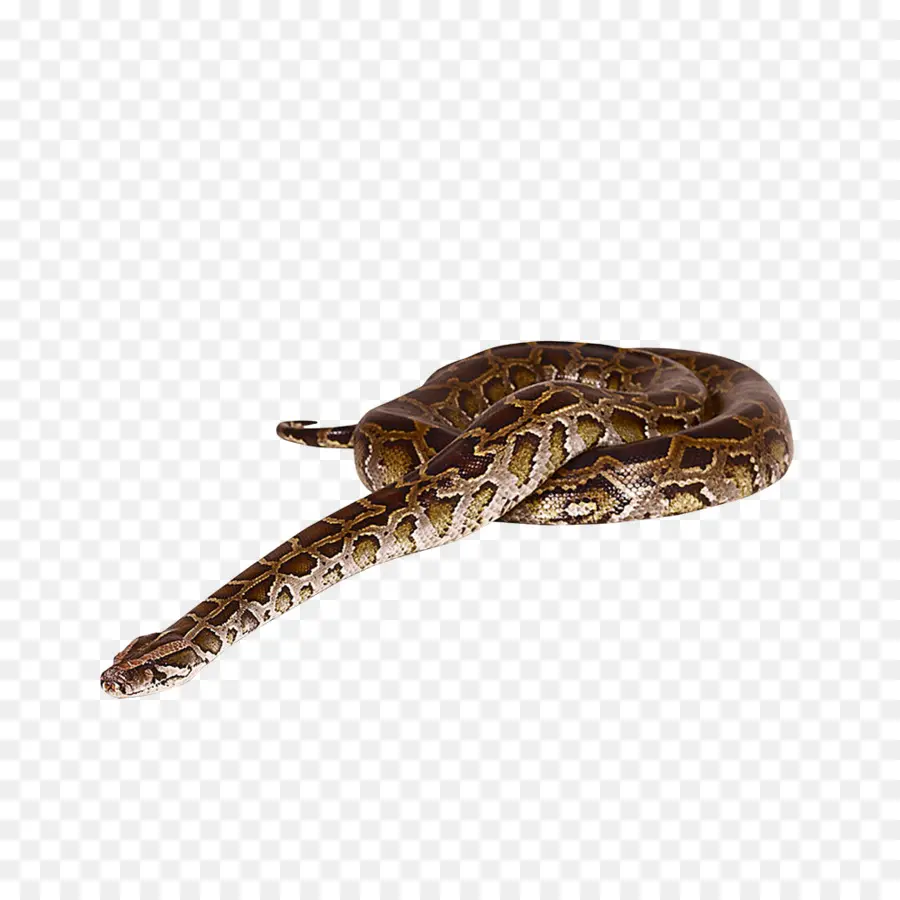 La Serpiente，Reptiles PNG