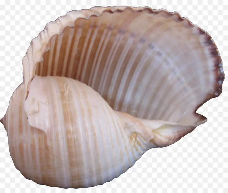 Caracola，Concha PNG