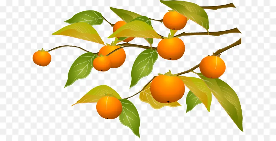 Kumquat，Caqui PNG