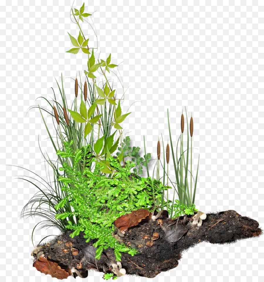 Plantas，Verdor PNG