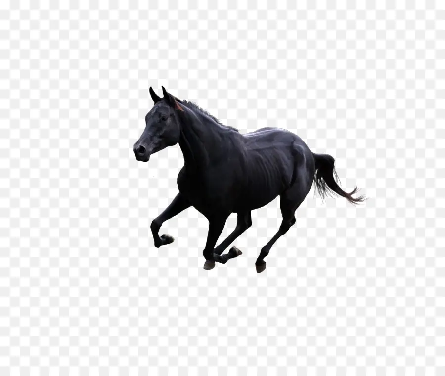 Caballo Negro，Correr PNG