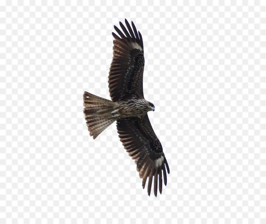 Pájaro，Hawk PNG