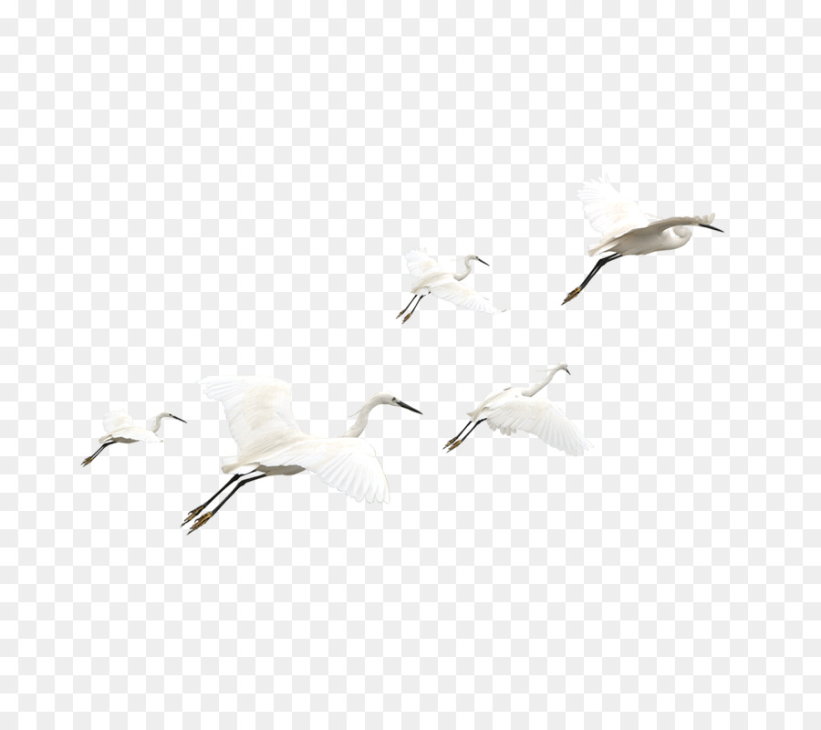 Pájaro，Blanco PNG