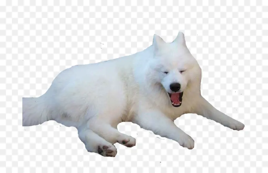 Sakhalin Husky，Perro Samoyedo PNG