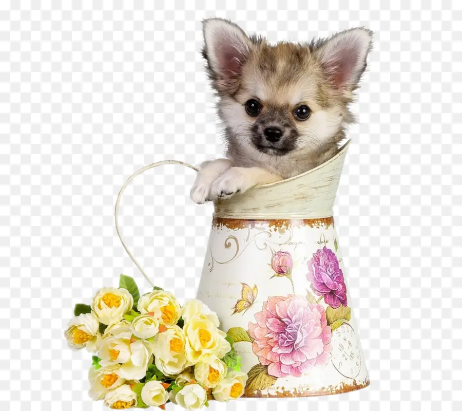 Cachorro，Flores PNG