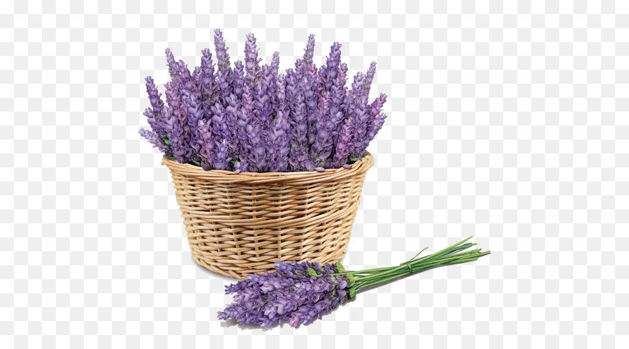 Lavanda，Cesta PNG