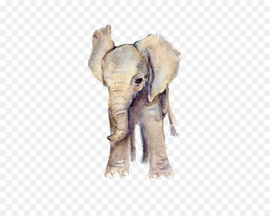 Elefante，Pintura A La Acuarela PNG