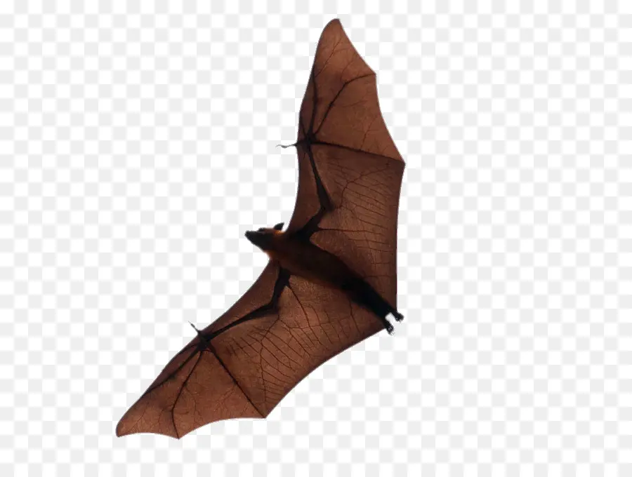 Bat，Vuelo PNG