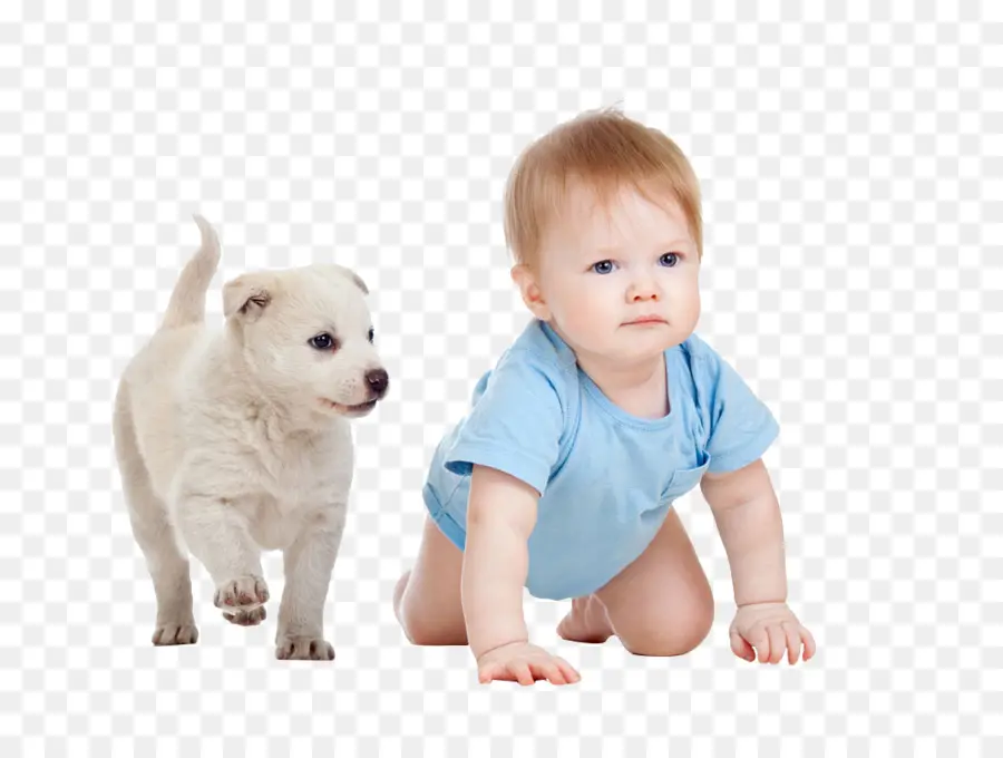 Bulldog Inglés Antiguo，Cachorro PNG