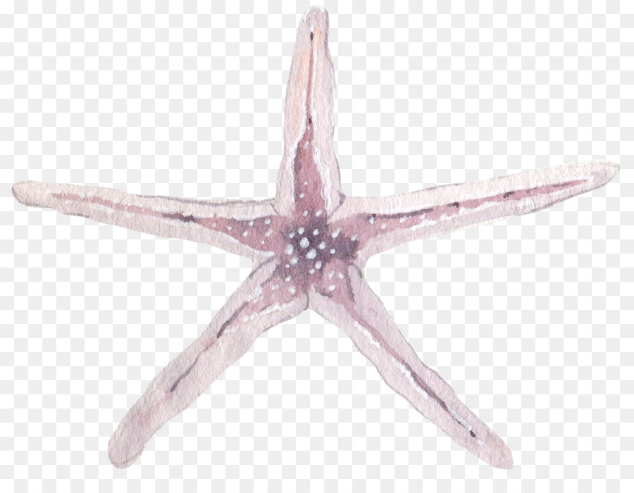 Estrella De Mar，Púrpura PNG