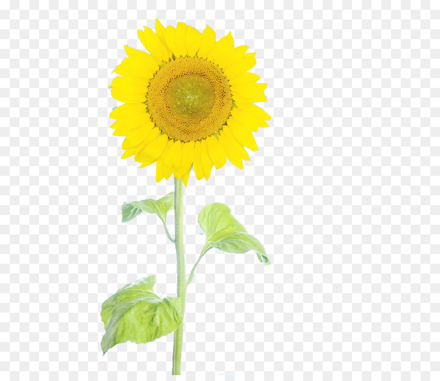 Girasol，Planta PNG