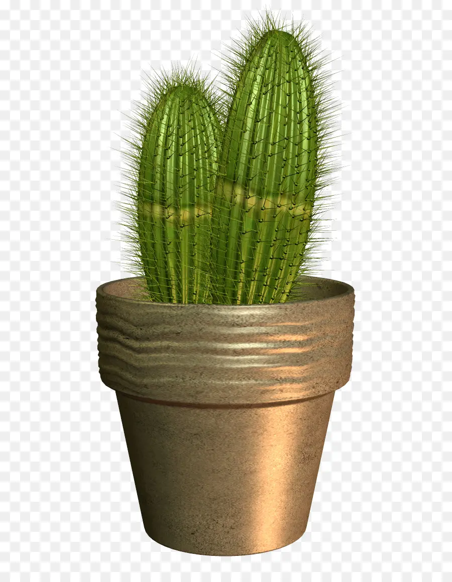 Maceta，Cactaceae PNG