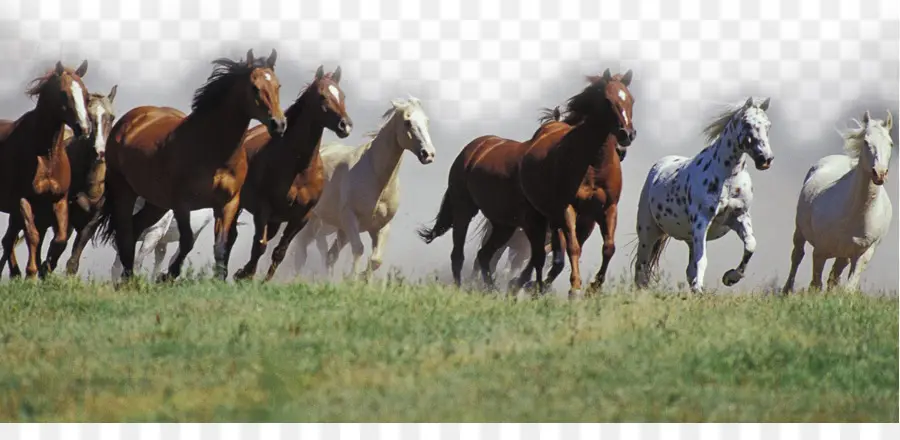 Mustang，American Quarter Horse PNG